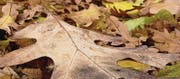 Schwere Widerhandlungen sind laut Gericht mehr als nur etwas trockenes Laub, das angezündet wird. (Bild: Fotolia)