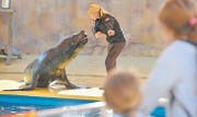 Seelöwen sind die neuen Stars im Connyland. Besucher sehen sie an fünf Shows pro Tag und können sogar mit ihnen frühstücken oder schwimmen. (Bild: Reto Martin)