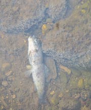 Blick ins trübe Wasser: Tausende Fische sind in der Salmsacher Aach wegen Gülle erstickt. (Bild: Mario Testa)