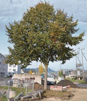 Die Linde an der Wallenwilerstrasse muss gefällt werden. (Bild: PD)