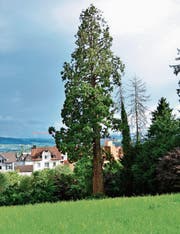 Der 36 Meter hohe Mammutbaum auf dem Areal, wo Überbauungspläne bestehen. (Bild: Max Eichenberger)