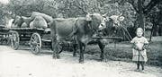Mostobst-Transport mit Kuh-Gespann um 1900. (Bild: pd)