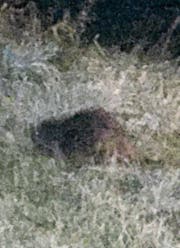 Nur schemenhaft erkennbar: Ein Biber promeniert des Nachts am Ufer der Murg. (Bild: Sebastian Keller)
