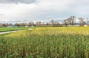 Hier auf dem Gebiet Seezelg zwischen Kreuzlingen und Bottighofen soll das Reka-Dorf entstehen. (Bild: Andrea Stalder (2.2.2016))
