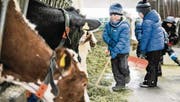Bei der Stallarbeit helfen die Spielgruppenkinder gerne mit. Das Füttern der Kühe ist eine begehrte Tätigkeit. (Bild: Donato Caspari)