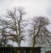 Die Eiche (l.) im Herbst 2009. (Bild: zVg)