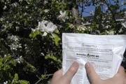 Mit dem Einsatz von Streptomycin im Kampf gegen den Feuerbrand ist es vorläufig vorbei. (Bild: NANA DO CARMO)