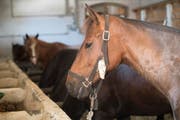 Die vom Thurgauer Hof befreiten Pferde sind im Moment bei der Armee untergebracht. (Bild: MARCEL BIERI (KEYSTONE))