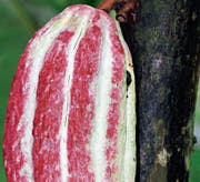 Gehört die Kakaofrucht auch zum Obst? (Bild: Bert Stankowski)