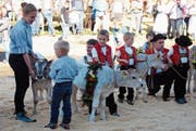 450 Tiere wurden an der diesjährigen Viehschau in Gams aufgeführt. Weitere Bilder gibt es auf www.gams.ch. (Bild: PD)