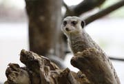 Die Erdmännchen zeigen sich noch zurückhaltend. (Bild: Corinne Allenspach)