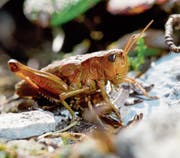 Kupferrotes Weibchen der seltenen Goldschrecke auf dem Chäserrugg. (Bild: René Güttinger)