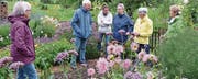 Im Garten von Elisabeth Meili-Müller in Hurnen blühen die Blumen auch bei Regenwetter. (Bild: Christoph Heer)