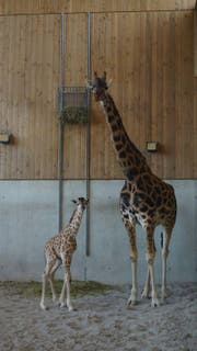So klein und doch so gross: Das Kleine ist zwar 1,85 Meter gross, aber deutlich kleiner als seine Mutter. (Bild: pd)