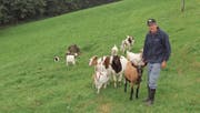 Züchter Josef Eugster bringt seine Tiere aus Sorge nun nachts in den Stall. (Bild: Franca Hess (Wienacht-Tobel, 22. September 2016))