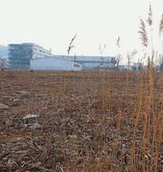 Das Planungsgebiet Rietwis liegt derzeit brach. (Bild: Serge Hediger)