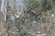 Umgestürzte Bäume versperren den Wanderweg von Wildhaus durchs Flürentobel. Die Passage bleibt noch einige Zeit lang geschlossen.