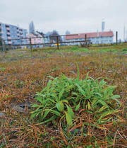 Es grünt auf der Brache: Der Rechtsstreit dauert derweil an. (Bild: Markus Schoch)