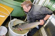 Vorsichtig legt Jörg Schweizer die über zehn Kilo schwere Seeforelle in eine Plastikwanne. (Bild: Rudolf Hirtl)