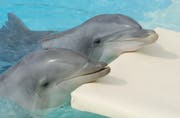 Die Delfinhaltung im Connyland sorgt immer wieder für Kritik von Tierschützern. (Bild: Reto Martin)