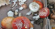 Harmlos aussehend, aber viel gefährlicher als Fliegenpilze: Der Knollenblätterpilz (rechts, zwischen den Fliegenpilzen).