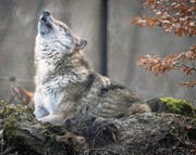 Die Mehrheit der ständerätlichen Umweltkommission will, dass der Wolf künftig ganzjährig gejagt werden darf. (Bild: Benjamin Manser)