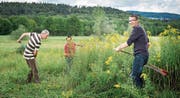 Daniel Schöpfer und zwei freiwillige Helfer sorgen dafür, dass sich die Goldrute nicht weiter ausbreiten kann. (Bild: Reto Martin)
