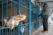 Streunende Hunde sind in Russland ein Problem – eines, das vor der Fussball-WM verschwinden soll. (Bild: Yuri Kochetko/EPA (Moskau, 13. Januar 2018))