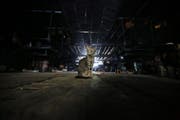 Streitpunkt Katze: Die ursprüngliche Besitzerin wollte das Tier zurück. (Symbolbild) (Bild: LYNN BO BO (EPA))