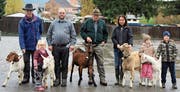 Die Gewinner Ralf Gerber mit seiner Bauerngeiss, Hans Dürr mit Alessia und einer Appenzeller Geiss, Hans Pernet mit Gemsfarbener Gebirgsziege, Eliane Wohlwend mit Toggenburger Geiss, Mirjam und Alexander Guntli mit Saanengeiss (von links). (Bilder: Ursina Marti)