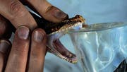 Die Gewinnung von Tiergiften ist eine mühsame Angelegenheit, wie hier bei der Diamant-Klapperschlange. (Bilder: Pierre Escoubas)