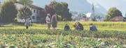 Die Gartenkooperative Liechtenstein-Werdenberg baut Biogemüse an und arbeitet ganz ohne Maschinen. (Bild: Tatjana Schnalzger)
