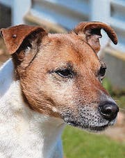 Die Hunde Charly, Bär und Tyson (von links) warten im Tierheim auf ein neues Zuhause.