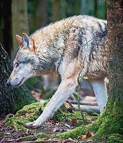 Wolf im Tierpark Bruderhaus in Winterthur. (Bild: Benjamin Manser)