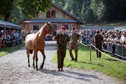 Nun werden auch die letzten Pferde des mutmasslichen Tierquälers von Hefenhofen im Kompetenzzentrum der Armee verkauft. (Bild: ANTHONY ANEX (KEYSTONE))