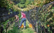 An den steilen Hängen des Thaler Buchbergs leisten auch die Frauen und Männer vom Weingut Halde bei der Wimmet Schwerstarbeit. (Bilder: Jil Lohse)