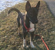 Hundehalter sind zur Vorsicht aufgerufen, denn in Liechtenstein wurde ein mit Draht und Gift präparierter Köder festgestellt. (Bild: PD)