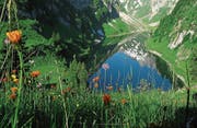 Artenreiche Blumenwiesen gibt es heute nur noch in den höheren Lagen des Appenzellerlandes. (Bild: ©appenzell.ch)