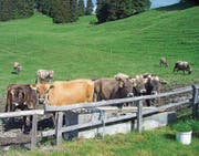 Durch die Sanierung der Wasserversorgung kann die Alpkäsefabrikation und Milchverarbeitung auf der Grabser Ortsgemeindealp Gamperfin langfristig sichergestellt werden. (Bilder: Peter Tobler/Florian Tischhauser)