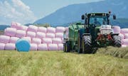 Mathäus Vetsch unterstützt mit den pinken und blauen Siloballen die Krebsforschung. (Bild: Corinne Hanselmann)