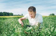 Das Lächeln des Zuversichtlichen: Beat Stump begutachtet seine Quinoa-Pflanzen. (Bild: Andrea Stalder)
