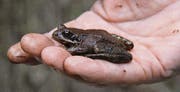 Jedes Tier wird genau betrachtet, um Art und Geschlecht festzustellen. Hier zu sehen ist ein Grasfrosch. (Bild: Joye Geisselhardt)