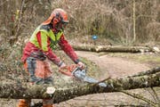 Rund 1000 Bäume müssen in Schaan in den kommenden Wochen gefällt werden. (Bild: Daniel Schwendener)