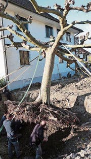 Die Platane wurde bereits ausgegraben. (Bild: Kurt Lichtensteiger)