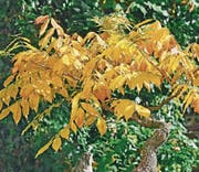 In purem Gold verabschiedet sich dieser wertvolle Blauregen-Bonsai jeden Herbst. (Bild: Bert Stankowski)
