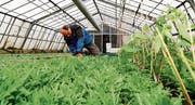 Filipp Fässler bei der Ernte von Rucola im Gewächshaus in Goldach. Zwischen das Kreuzblütengewächs hat er bereits Tomatenstöcke gepflanzt, die im Juni erntereif sein werden. (Bild: Rudolf Hirtl)
