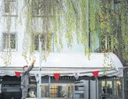 Was die Stadt hergibt: Maurice Maggi pflückt in Zürich junge Buchenblätter. (Bild: Juliette Chrétien)