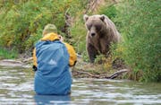 Für ein gutes Foto wagt sich Roman Schmid nah an den Bären heran. (Bild: PD)