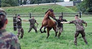 Pflege, gutes Futter und viel Bewegung: Rekruten der Schweizer Armee kümmern sich um die 93 Pferde. (Bild: Pascal Bloch/KEY (Sand-Schönbühl, 10. August 2017))