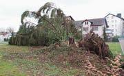 Auch grosse Bäume, wie hier in Münchwilen, vermochte «Burglind» zu fällen. (Bild: Andrea Häusler)